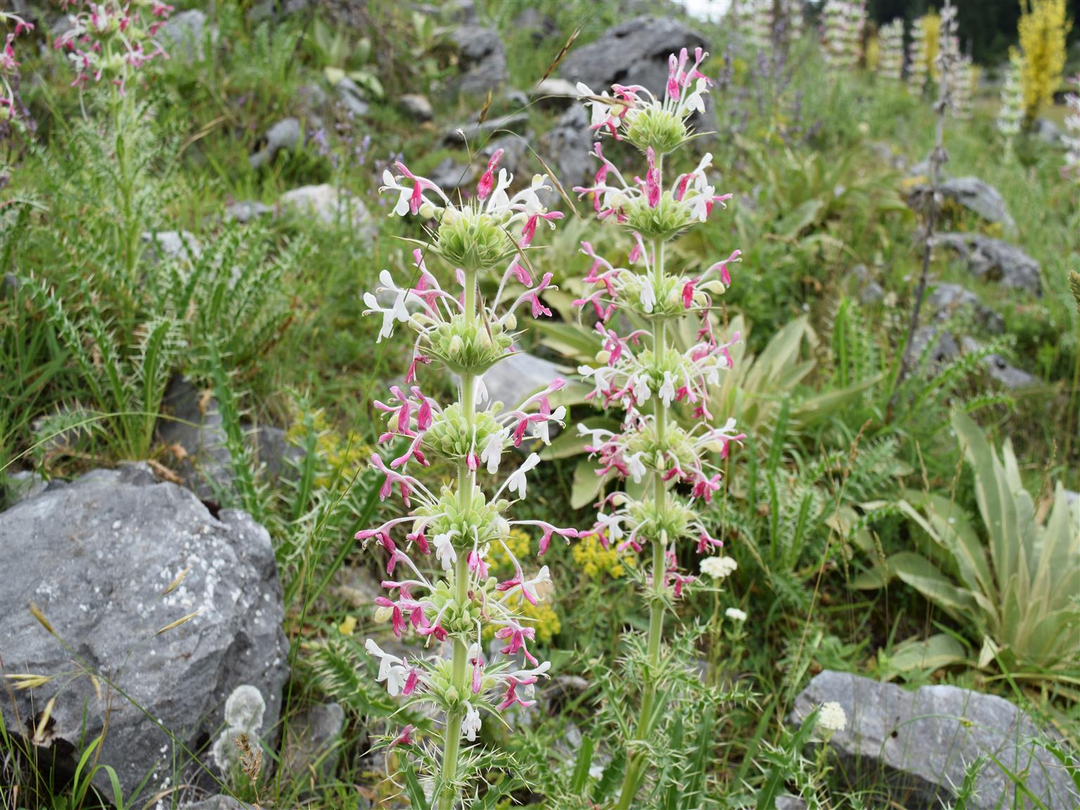 Eine botanische Bergreise - Bulgarien